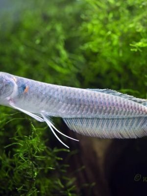 Aruana Prata 27-30cm