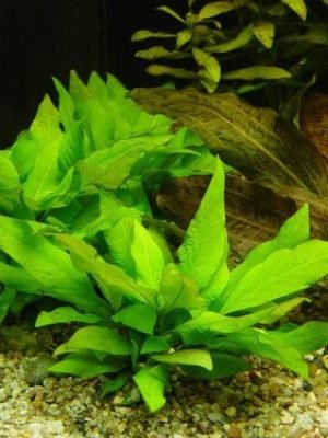 Hygrophila Compacta