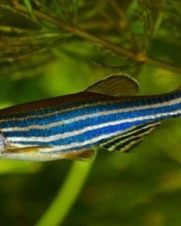 Paulistinha Comum 2-3cm