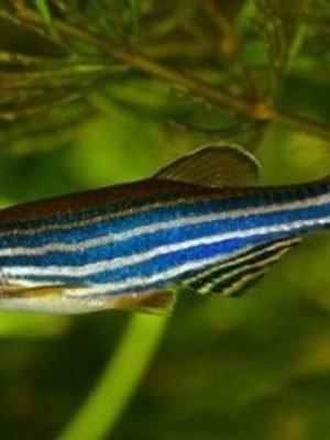 Paulistinha Comum 2-3cm