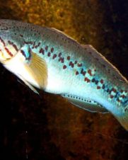 Goby Dorminhoco 3-6cm Goby Dorminhoco 3-6cm