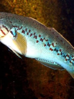 Goby Dorminhoco 3-6cm