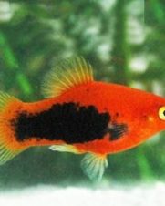 Plati Wagtail 2-4cm Plati Wagtail 2-4cm