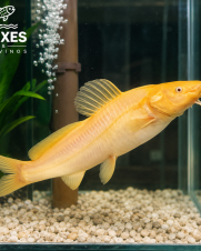 Jundiá Albino 25-30cm