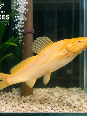 Jundiá Albino 25-30cm