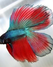 Betta Macho Cauda Dupla 3-5cm