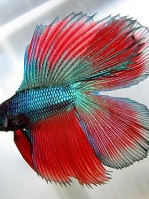 Betta Macho Cauda Dupla 3-5cm