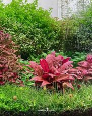 Alternanthera Mini Red