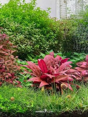 Alternanthera Mini Red