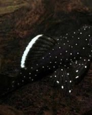 Cascudo Bodo Seda 2-4cm