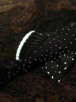 Cascudo Bodo Seda 2-4cm