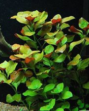 Ludwigia Repens Rubin
