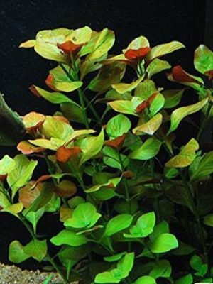 Ludwigia Repens Rubin