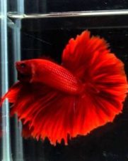 Betta Macho Halfmoon 3-5cm Betta Macho Halfmoon 3-5cm