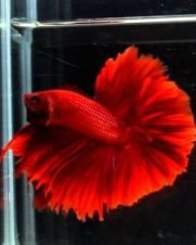 Betta Macho Halfmoon 3-5cm