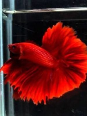 Betta Macho Halfmoon 3-5cm