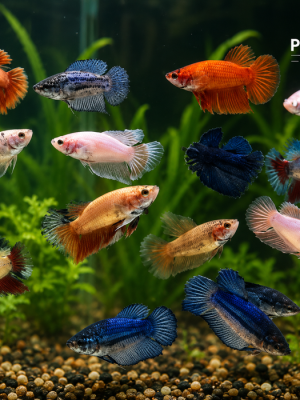 Betta Fêmea Splendens 3-5cm