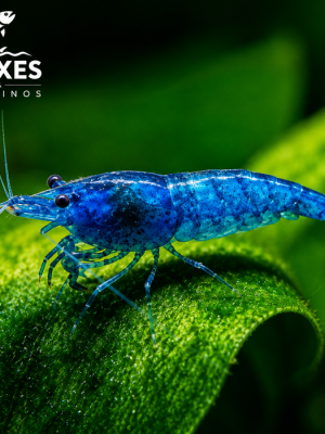 Camarão Neocaridina Blue 1-2cm