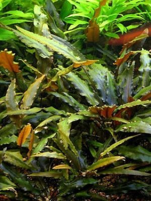 Cryptocoryne Wendtii