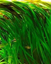 Vallisneria Gigantea