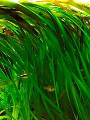 Vallisneria Gigantea