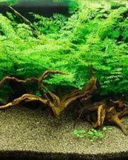 Ceratopteris thalictroides (Samambaia d'água) Muda