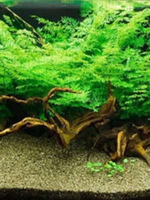 Ceratopteris thalictroides (Samambaia d'água) Muda