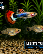 Lebiste Trio 2-4cm Lebiste Trio 2-4cm