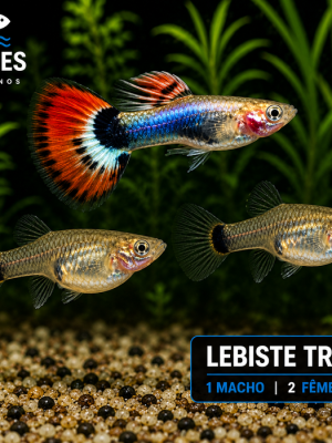 Lebiste Trio 2-4cm