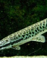 Lepisosteus Oculatus 25-30cm