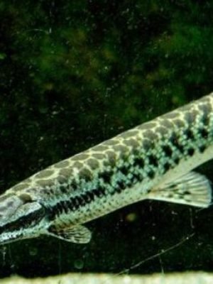 Lepisosteus Oculatus 25-30cm