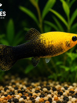 Molinesia Gold Black 2-4cm
