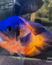 Oscar Bronze 25-30cm