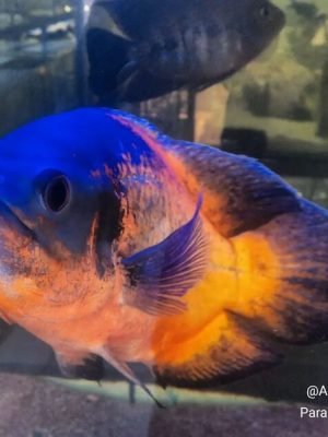 Oscar Bronze 25-30cm