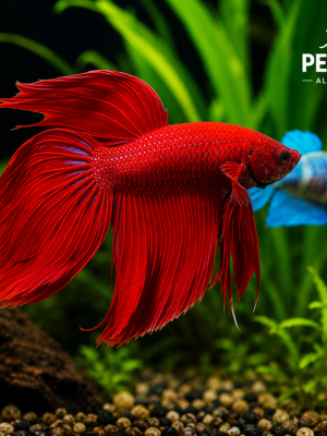 Betta Macho Splendens 3-5cm