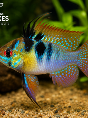 Ramirezi Comum 2-4cm