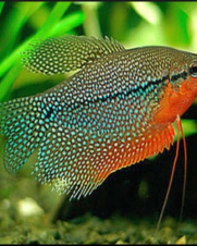 Tricogaster Leeri 3-6cm Tricogaster Leeri 3-6cm