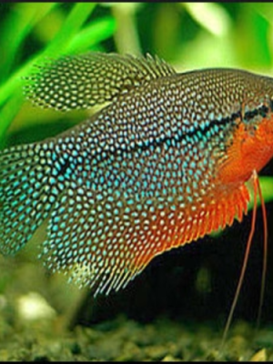 Tricogaster Leeri 3-6cm