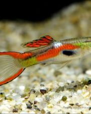 Lebiste Endler Casal 2-4cm