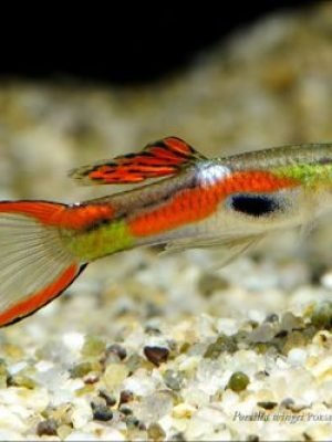 Lebiste Endler Casal 2-4cm