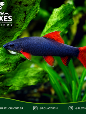 Labeo Frenatus 3-6cm
