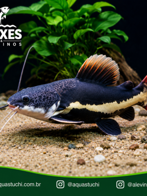 Pirarara 9-12cm