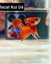 Betta Macho Koi Plakat 3-4cm