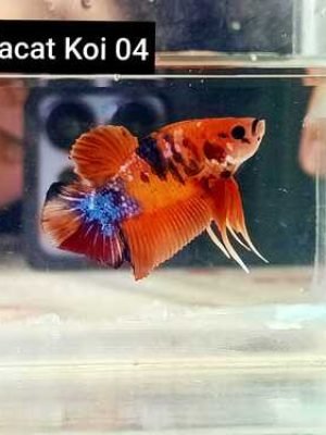 Betta Macho Koi Plakat 3-4cm