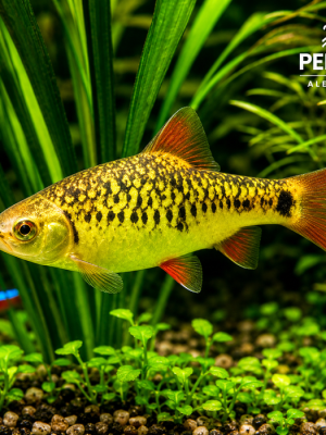 Barbo Gema 2-4cm
