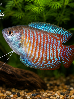 Colisa Lalia 2-4cm