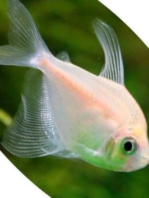 Tetra Rosa Veu 3-4cm