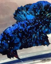 Betta Macho Avatar Plakat 4-6cm(1) Betta Macho Avatar Plakat 4-6cm