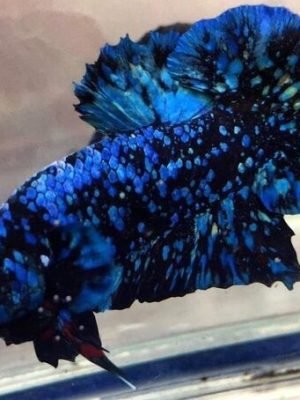 Betta Macho Avatar Plakat 4-6cm