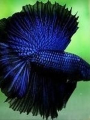 Betta Macho Dragon Blue 4-6cm